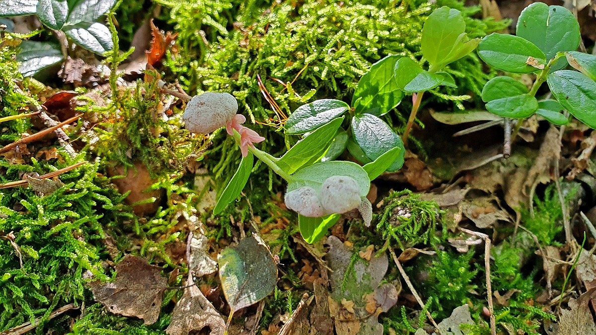 Vossenbesbladgast [17655] 04-sep-2021 (Mander, Mander Heide).jpg - Vossenbesbladgast [Exobasidium vaccinii]
